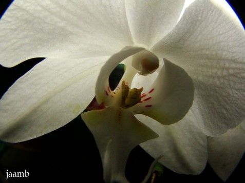 Phalaenopsis ...