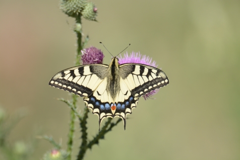 Paź królowej -Papilio machaon